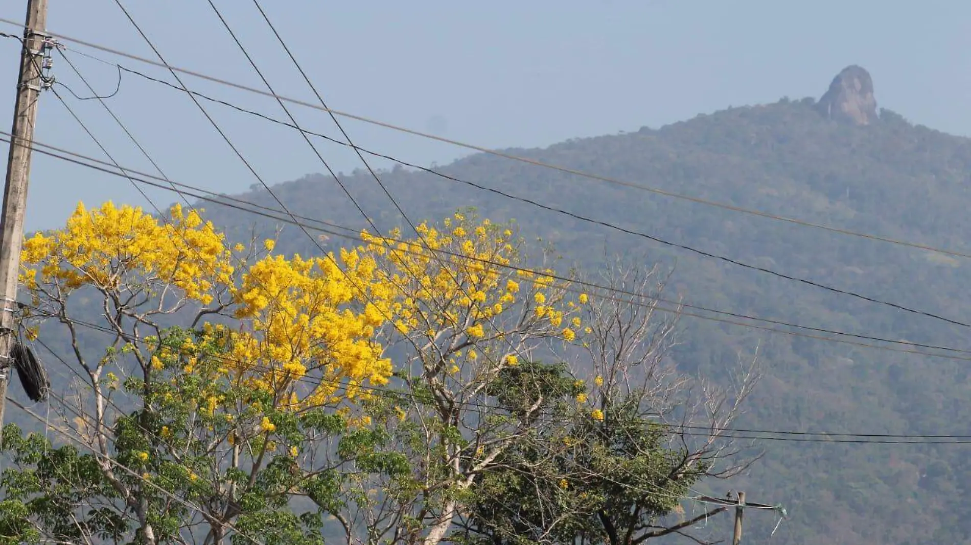 árbol de primavera